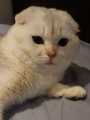 Шотландские вислоухие котята фото 3
