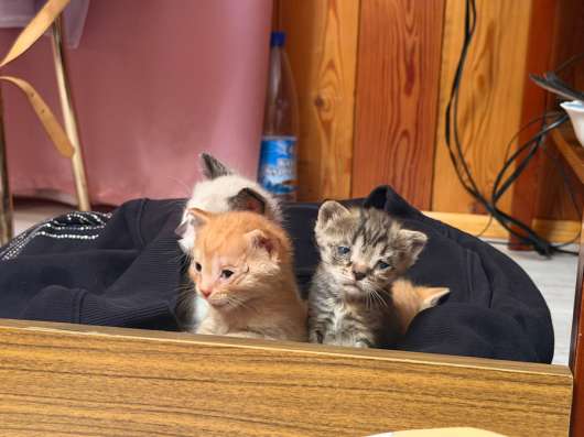 Брошенные котята улан-удэ в Улан-Удэ
