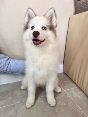 Щенки Помски Pomsky puppies