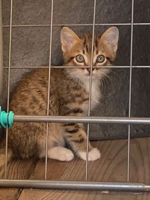 котята в Нижневартовске фото 6