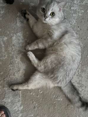 Отдам кота в хорошие руки