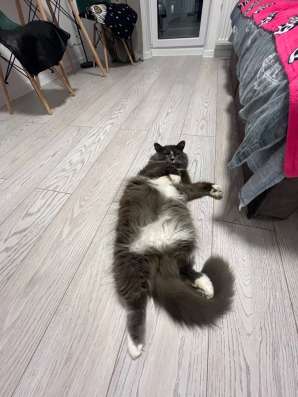 Отдам кота в добрые руки
