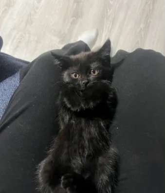 Котенок в добрые руки