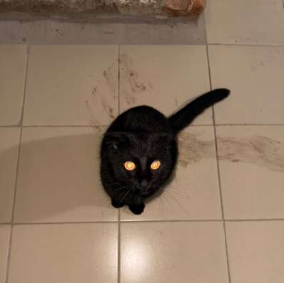 Отдам кота в добрые руки!