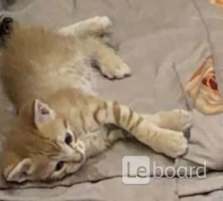 Милые котята, в добрые руки