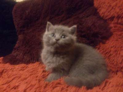Шотландские котята в Твери фото 5