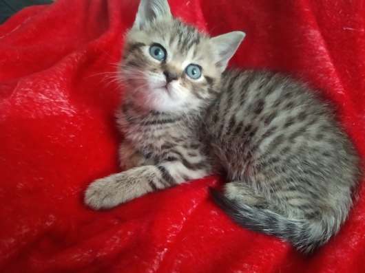 Шотладские котята