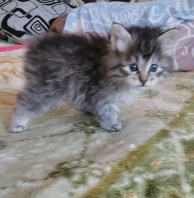 Котята Курильский бобтейл в Краснодаре фото 10