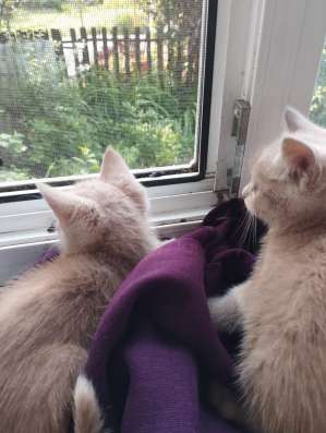 Отдам котят в добрые руки в Новочеркасске