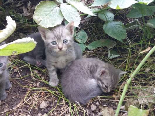 Отдам котят в добрые руки фото 3