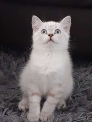 Британский котенок