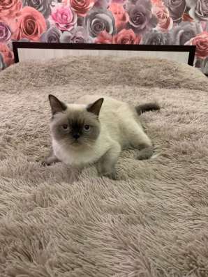 Прозам шотландских котят в Иванове фото 7