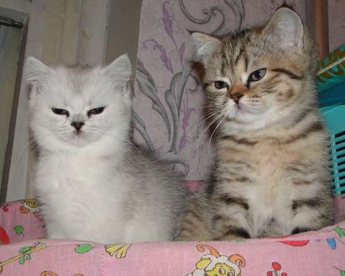 Кошечки скотиш страйт, возраст 3 месяца