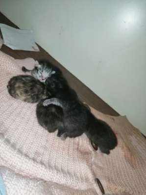Новорождённые котята