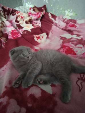 Шотландские котята фото 8