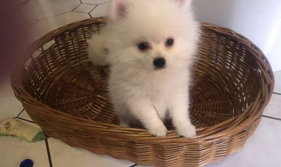 Pomeranian Zwergspiz фото 6