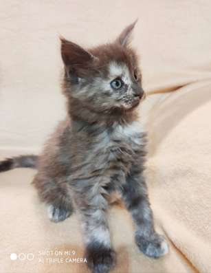 Balizza - cistokrvna Polycoon (Maine Coon Polydaktyl) фото 5