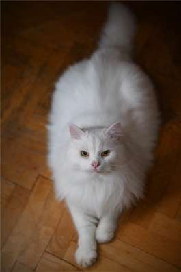 Котик Шурик ищет семью в Москве