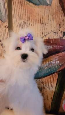 Мини Мальиезе Information_puppylove в Москве фото 8