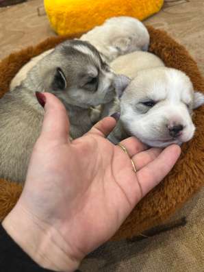 Продам щенят хаски метисы в Новокузнецке фото 6