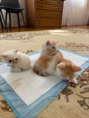 Котята экзоты в Оренбурге фото 3