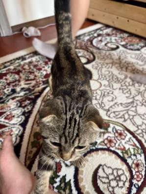 Продаю котенка