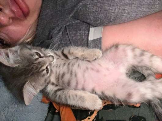 Отдам в добрые руки котенка в Иркутске