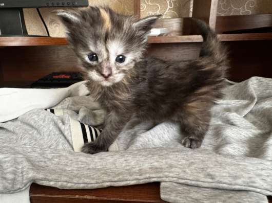 Котята