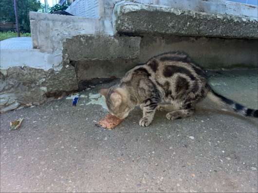 Кошка