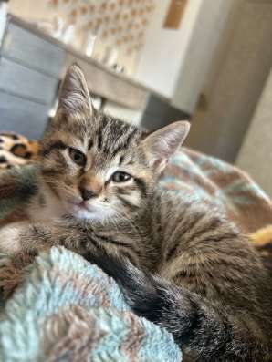 Котята ласковые
