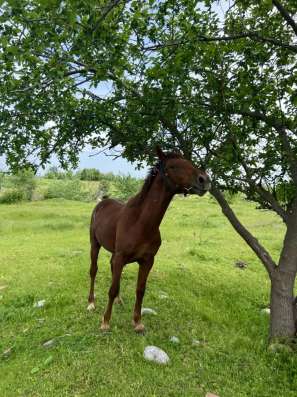 Лошади в Баксане фото 3