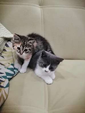 Котята