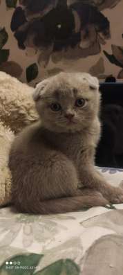 Шотландские котята фото 4