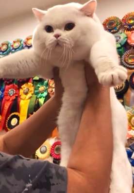 Продаётся шотландский котик в Серпухове