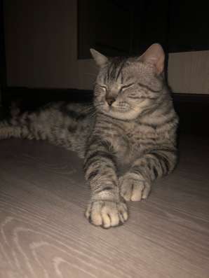 Вязка с шотландским котом в Уфе фото 4