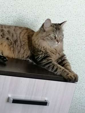 Отдам в добрые руки