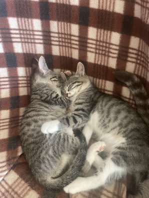Котята от крысоловки