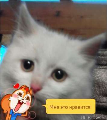 Отдам котенка 2.5месяца