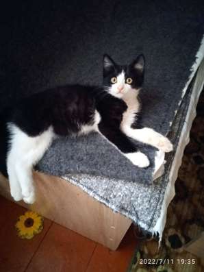 Отдам в хорошие руки котёнка