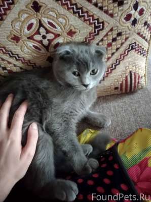Потерялась кошка фото 3