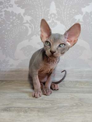 Котята Канадский сфинкс фото 4