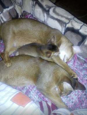 Abessinierkatze 3,5 Monate dringend