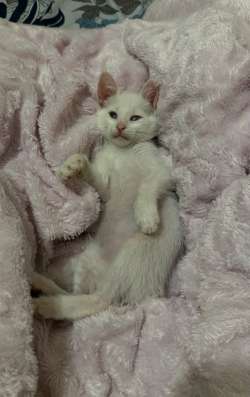 Котенок в добрые руки