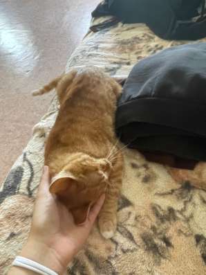Отдадим кота в Спасске-Дальнем