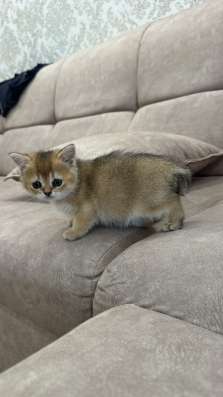 Котёнок золотая шиншилла