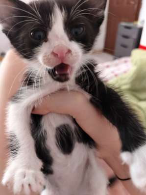 Отдам котёнка бесплатно
