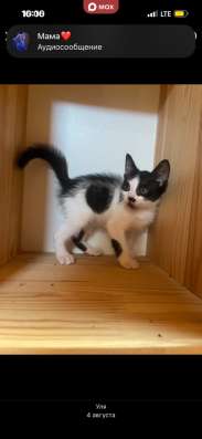Котята 2 мальчика 1 девочка