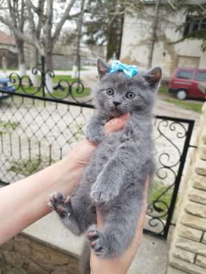 Продам шотландских котят, срочно фото 6