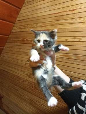 Котята полукровки МэйнКун в Братске фото 4