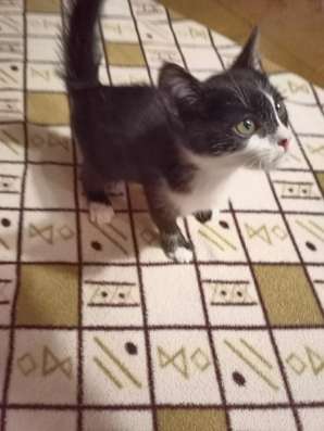 Котята в добрые руки в Йошкар-Оле